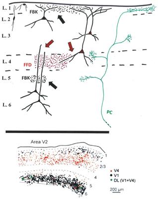 Notes on Visual Cortical Feedback and Feedforward Connections